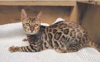  ?? ?? Southland District Council is monitoring online sales of the ‘high risk’ Bengal cat.