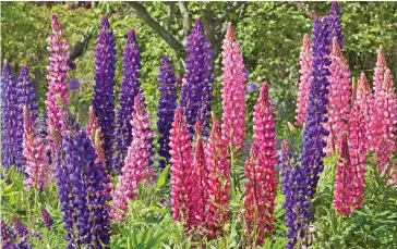  ??  ?? Colour burst: Lupins are easy to grow but make sure you keep the pests at bay