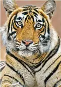  ?? ?? Under threat: A Bengal tiger