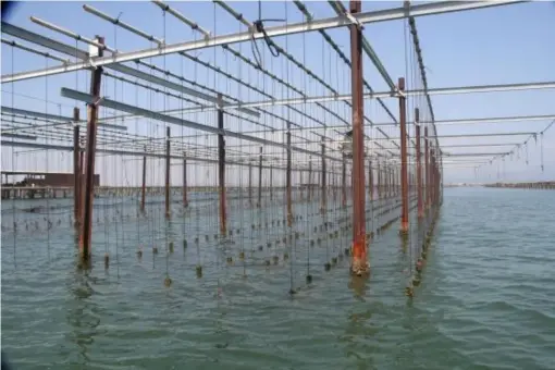  ?? (Nick Redmayne) ?? Oyster beds in the shallows