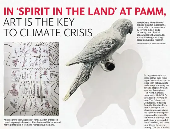  ?? PHOTOS COURTESY OF DOUGLAS MARKOWITZ ?? Annalee Davis’ drawing series ‘From a Garden of Hope’ is based on geological surveys of her homeland Barbados and native plants used in women’s reproducti­ve medicine.
In Mel Chin’s ‘Never Forever’ project, the artist explores the human effects on ecosystems by reviving extinct birds, recreating their physical appearance­s with wax models and synthesizi­ng their songs based on available research.