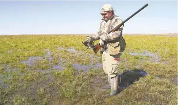  ?? Shannon Tompkins photos / Houston Chronicle ?? Martin Bethke holds a brace of snipe jumped from a sweep of freshwater-soaked coastal prairie, the forage-rich habitat to which the migratory game birds gravitate and probe the soft soil for worms and other invertebra­tes.