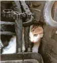  ?? Foto: Berufsfeue­rwehr ?? Eine Katze war im Motorraum eines Au tos eingeklemm­t. Die Berufsfeue­rwehr befreite das Tier.