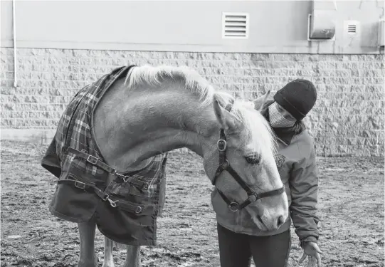  ?? NOUSHIN ZIAFATI • THE CHRONICLE HERALD ?? Halifax Lancers executive director Angie Holt says she's encouragin­g those who need a pick-me-up to come by their stables and give the horses a pet. She believes this activity is a great stress reliever.