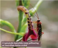  ??  ?? Cryptostyl­is leptochila wasp pollinatin­g an australian native orchid