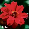  ??  ?? Dahlia