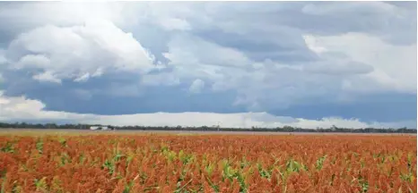  ?? PHOTO: CONTRIBUTE­D ?? IMI TOLERANT: Pacific Seeds has developed a grain sorghum that is tolerant to the group B herbicide.