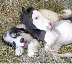 Unlikely Besties: Dog and Miniature Horse Become “Instant Best Friends” -  PressReader