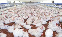  ??  ?? Galpón. En Argentina se consumen 45,4 kilos de pollo anuales por persona.