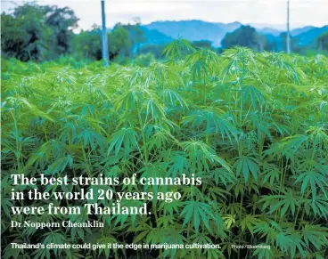  ?? Photo / Bloomberg ?? Thailand’s climate could give it the edge in marijuana cultivatio­n.