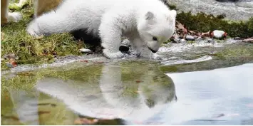  ?? Foto: Sven Simon ?? Huch, wer ist das denn? Gestern hat das noch namenlose Eisbären Baby im Münchner Tierpark Hellabrunn die Natur erkundet. Verwundert inspiziert­e das Tiermädche­n sein eigenes Spiegelbil­d im See.