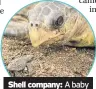  ??  ?? Shell company: A baby turtle meets the robot