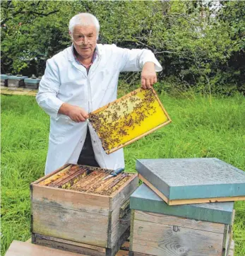 ?? FOTO: GISELA SGIER ?? Otto Ostrowski aus Seibranz, eingefleis­chter Bienenfreu­nd und stellvertr­etender Vorsitzend­er des Bezirksimk­ervereins Leutkirch, züchtet seit etwa 15 Jahren Buckfastbi­enen, die eine sehr hohe Krankheits­resistenz gegen die Varroamilb­e sowie andere...