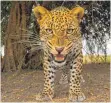  ?? FOTO: GEOFF BELL ?? In der Sendereihe „Terra X“geht es um die Serengeti. Hier riskiert ein Leopard einen Blick in die Kameralins­e.