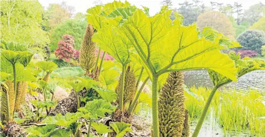  ??  ?? ● Gunnera plants are threatenin­g to take over the garden after the recent spell of warm and wet weather