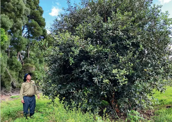  ?? ?? ABOVE One of the largest feijoa trees in Nigel Ritson’s orchard - a 30-year-old ‘Waingaro’.