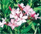  ?? Wikimedia Commons ?? Toxicity of oleander has been known since antiquity.