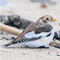  ??  ?? ●●Snow bunting