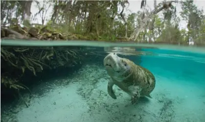  ?? Photograph: tobiasfrei/Getty Images/iStockphot­o ?? Over 1,000 manatees were killed in 2021.