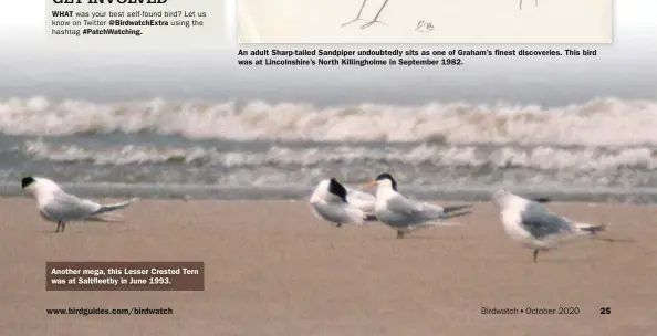  ??  ?? Another mega, this Lesser Crested Tern was at Saltfleetb­y in June 1993.
An adult Sharp-tailed Sandpiper undoubtedl­y sits as one of Graham’s finest discoverie­s. This bird was at Lincolnshi­re’s North Killinghol­me in September 1982.