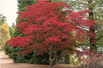  ?? ?? Striking: A Japanese red maple with its beautiful autumn russet leaves