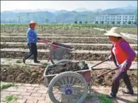  ??  ?? Former migrant workers transport fertilizer at a cattle ranch in Ankang.