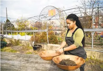  ?? HEATHER KHALIFA TNS PHOTOS ?? Amirah Mitchell works with pigeon pea seeds at Greensgrow Farms in Philadelph­ia.