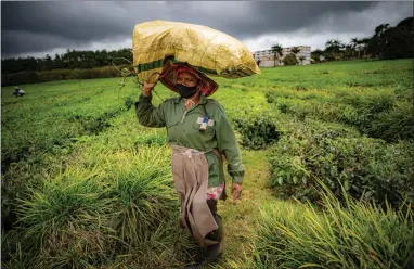  ?? ?? A worker in the Bois Cheri tea plantation in Mauritius, as the country unlocks to tourists after 18 months of closed borders