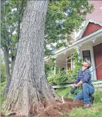 ?? JIM DAY/THE GUARDIAN ?? Morgan Laverty, a Dutch elm disease technician, treats a tall American elm tree on Hillsborou­gh Street in Charlottet­own Thursday in an attempt to help prevent the healthy tree from contractin­g Dutch elm disease.