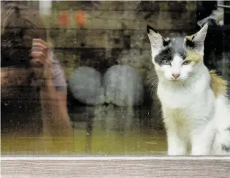  ?? BILD: SN/TANJA WARTER ?? Vermisst die Katze hinter dem Fenster ihren Menschen oder nicht? Ganz schwierige Frage.