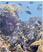  ?? FOTO: DPA ?? Korallenri­ffe beherberge­n unzählige verschiede­ne Tierarten.