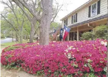  ??  ?? Nature’s generosity is seen on azaleas growing abundantly on Tyler’s sidewalks.