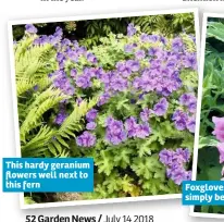  ??  ?? This hardy geranium flowers well next to this fern