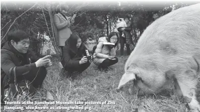  ?? Photo: CFP ?? Tourists at the Jianchuan Museum take pictures of Zhu Jianqiang, also known as ‘ strong- willed pig.’