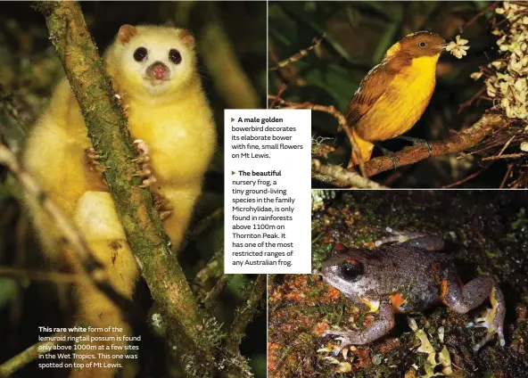  ??  ?? This rare white form of the lemuroid ringtail possum is found only above 1000m at a few sites in the Wet Tropics. This one was spotted on top of Mt Lewis.
A male golden bowerbird decorates its elaborate bower with fine, small flowers on Mt Lewis.
The...