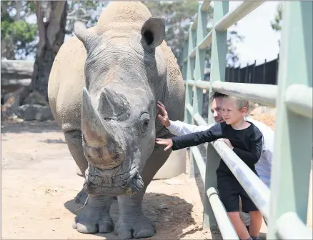  ??  ?? ENCOUNTER: Grampians Tourism chief executive Marc Sleeman and son Flynn enjoy an encounter with Kapamba the rhino at Halls Gap Zoo. Right, Flynn feeds Shardul the red panda. Pictures: PAUL CARRACHER