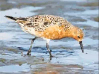  ?? Connecticu­t Audubon Society / Contribute­d photo ?? Red knots, coastal birds, are on the threatened species list, but might lose protection.