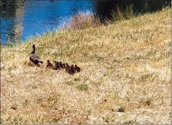  ?? COURTESY PHOTOGRAPH/LODI ANIMAL SERVICES ?? Lodi Animal Services Officer Jordan Kranich has made several duck rescues this month.