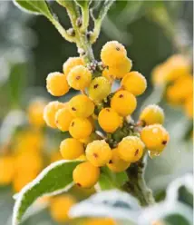  ??  ?? Yellow-fruited holly Ilex aquifolium ‘Bacciflava’ brings paler beads of sunny colour to the winter garden.