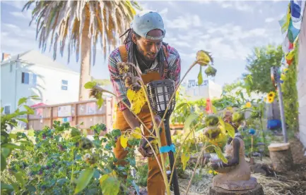  ??  ?? Ezekiel “Zeke” McCarter prunes flowers in the West Oakland garden created by his family’s Long Live Love Foundation.