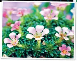  ?? ?? SMALL WONDERS: The pretty flowers of saxifraga Peach Melba, left. Main picture: A rosette of saxifraga longifolia