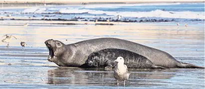  ?? FOTOGRAFÍA­S POR MATTHEW LAU ?? Un dramático rescate marítimo en California (de arr.): una foca macho nadó hacia una cría; el macho empujó al cachorro hacia la orilla; una foca hembra bramó, después de reunirse con su cría.