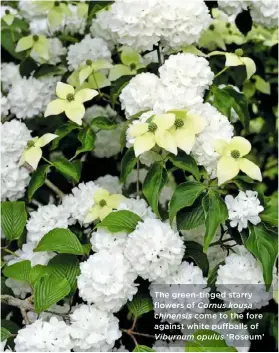  ??  ?? The green-tinged starry flowers of Cornus kousa chinensis come to the fore against white puffballs of Viburnum opulus ‘Roseum’