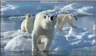  ?? DISCOVERY CHANNEL/BBC, JASON ROBERTS/AP PHOTO ?? Polar bears walk on ice floes during the filming of “Frozen Planet,” a seven-part series premiering Sunday, March 18, at 8 p.m. on Discovery.