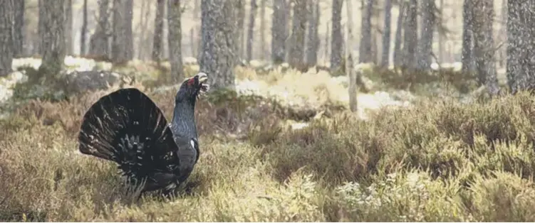  ?? PICTURE: MARK HAMBLIN ?? 0 There are only around 1,000 capercaill­ies left in Scotland, almost all in the Cairngorms, sparking fears that the iconic grouse species will become extinct in Scotland for the second time