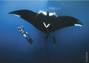  ??  ?? A giant oceanic manta ray swimming just above a freediver