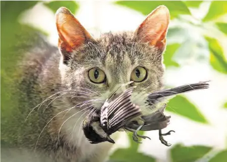  ?? ISTOCK ?? Nach Verlassen des Nests sind die jungen Vögel noch unsicher und werden somit oft zur Beute von Katzen.