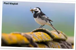  ?? ?? Pied Wagtail