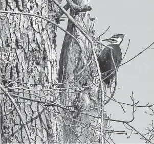  ?? TOM E. PUSKAR/ USA TODAY NETWORK ?? A female pileated woodpecker pecks on a tree off the trail to Big Lyons Falls in Mohican State Park in Loudonvill­e, Ohio.