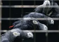  ?? Picture: REUTERS ?? ‘THANK YOU CITES’: More than a million African grey parrots were exported from range states between 1975 and 2013, and almost half of them died due to poor transit conditions.